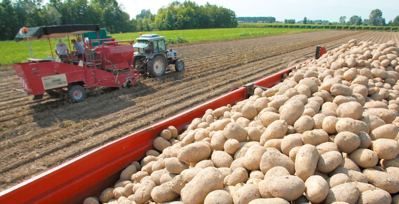 Alimentare: positiva la raccolta delle patate 2011